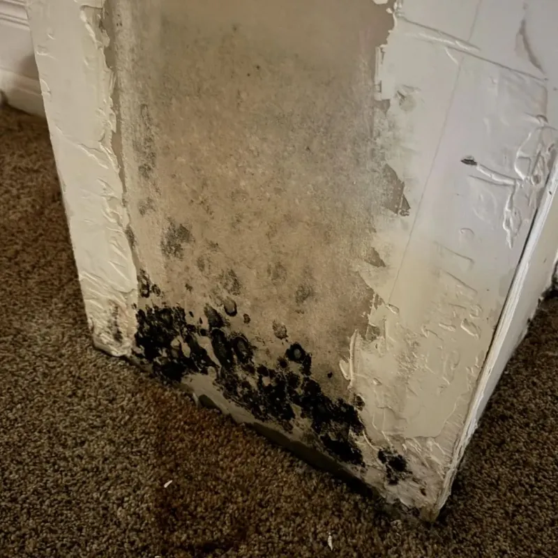 Professional Mold Removal in Gibsonville, NC